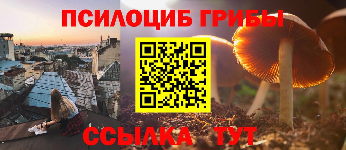 Псилоцибиновые грибы Psilocybe Алексеевка